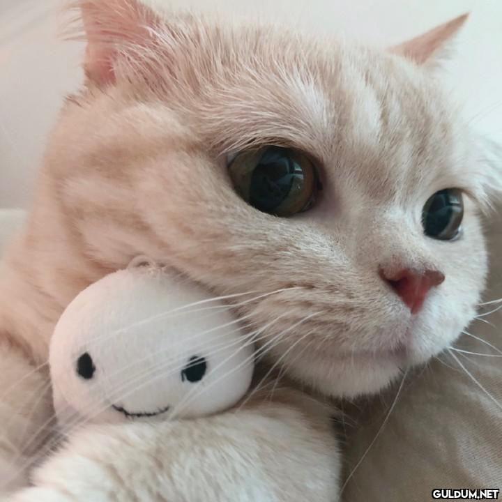 Günaydın 😊 [📸 橘猫沙梨Sally]  Kaynak
