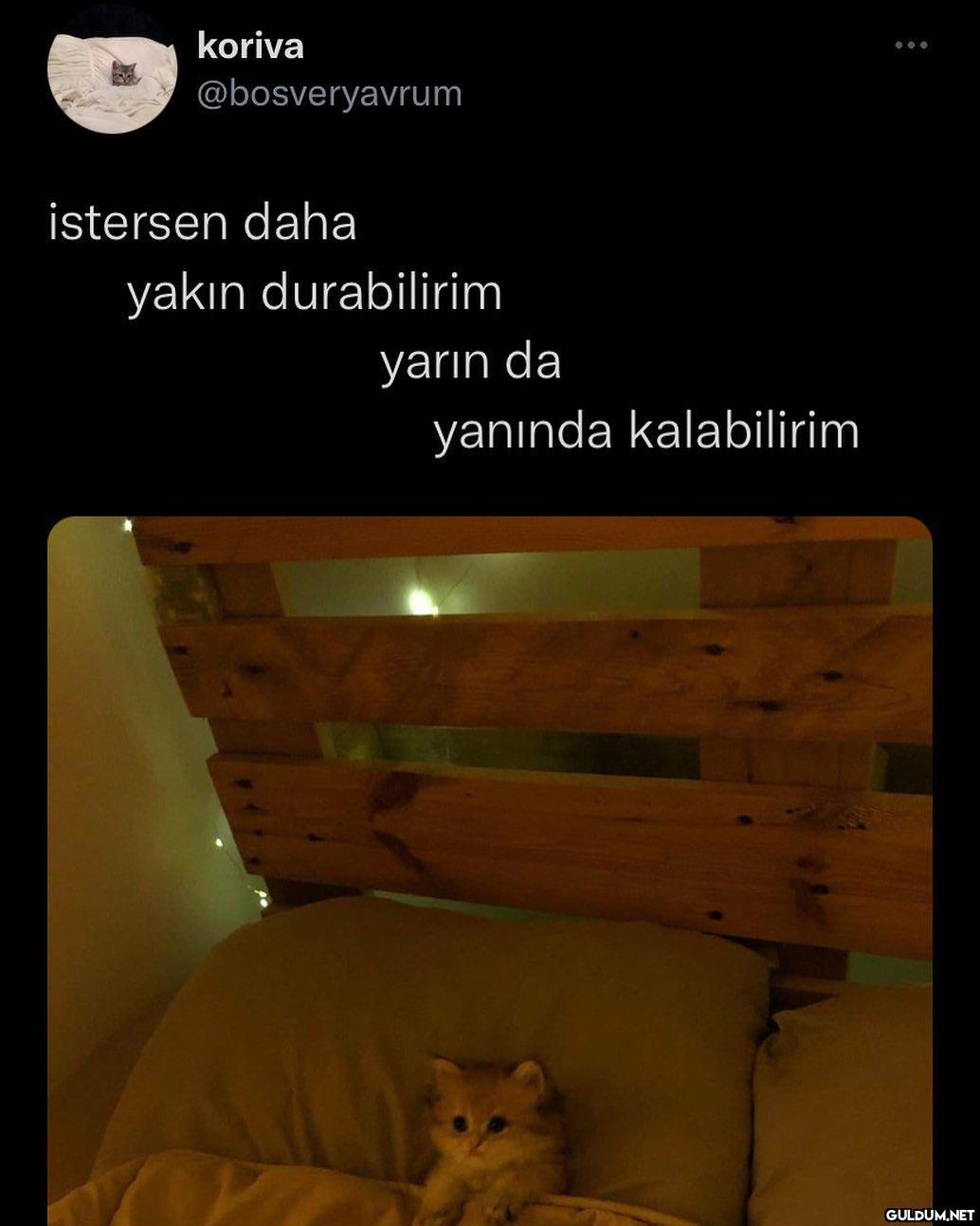 koriva @bosveryavrum...