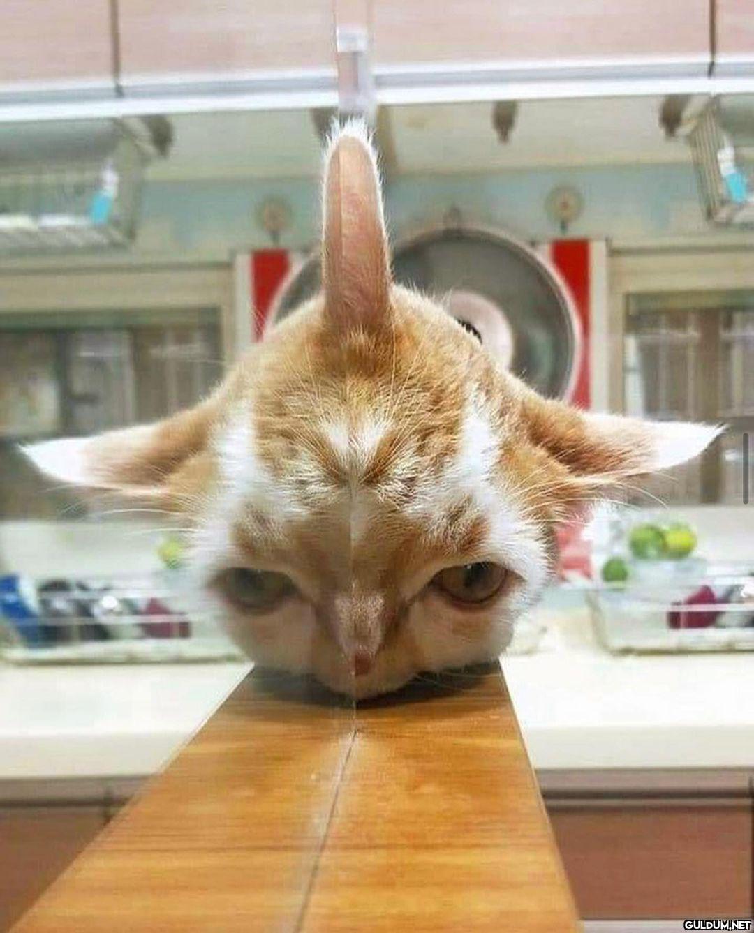 Kaynak