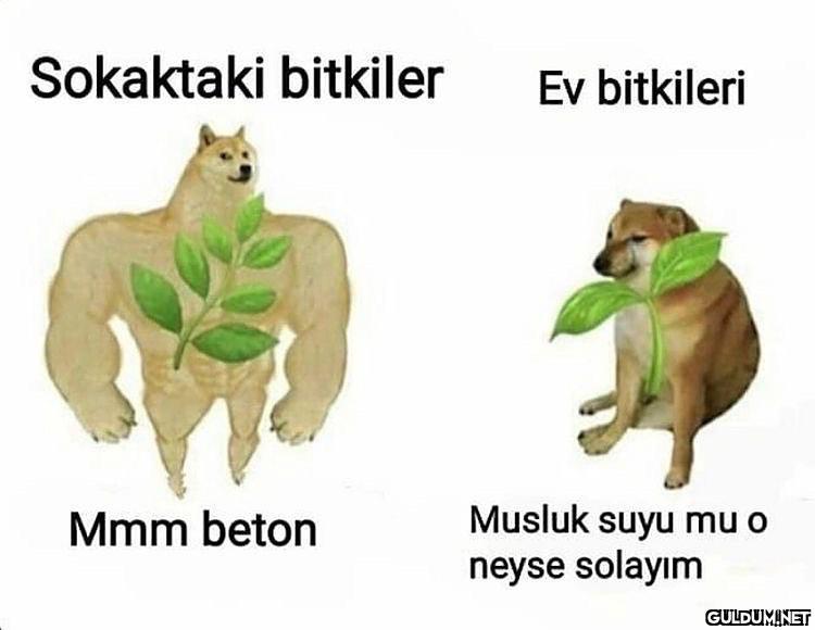 Sokaktaki bitkiler Ev...