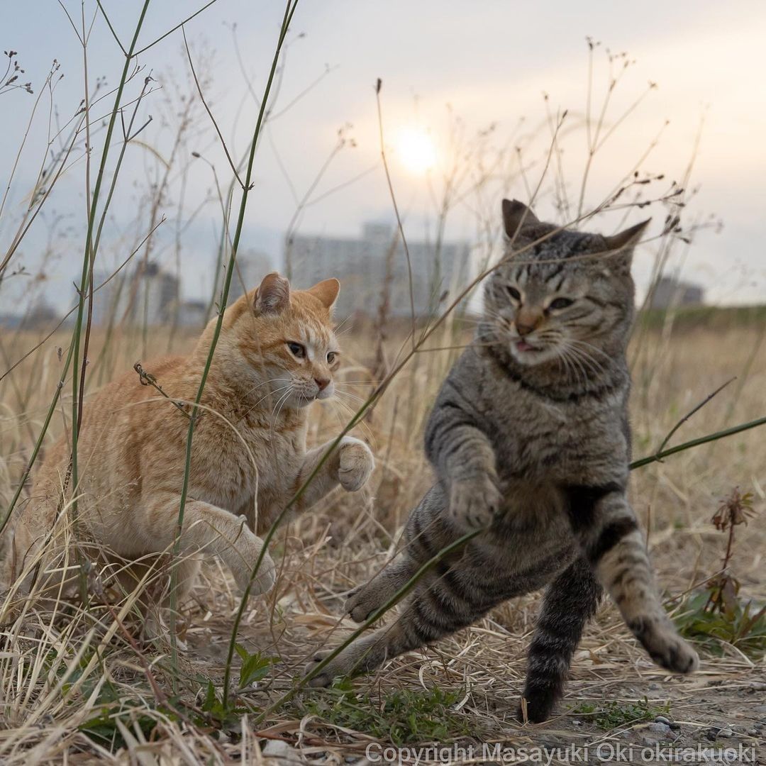 Kung paw fighting 📸...