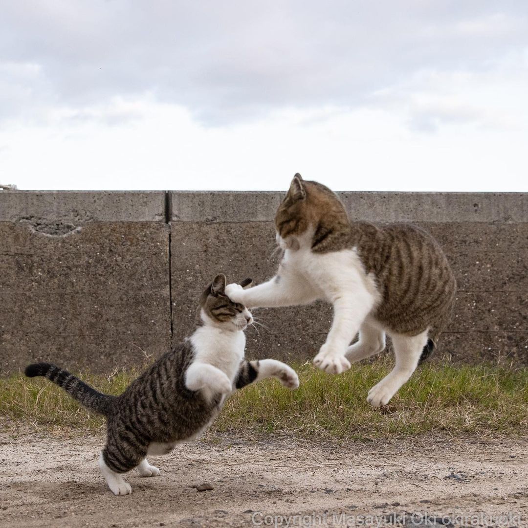Kung paw fighting 📸...
