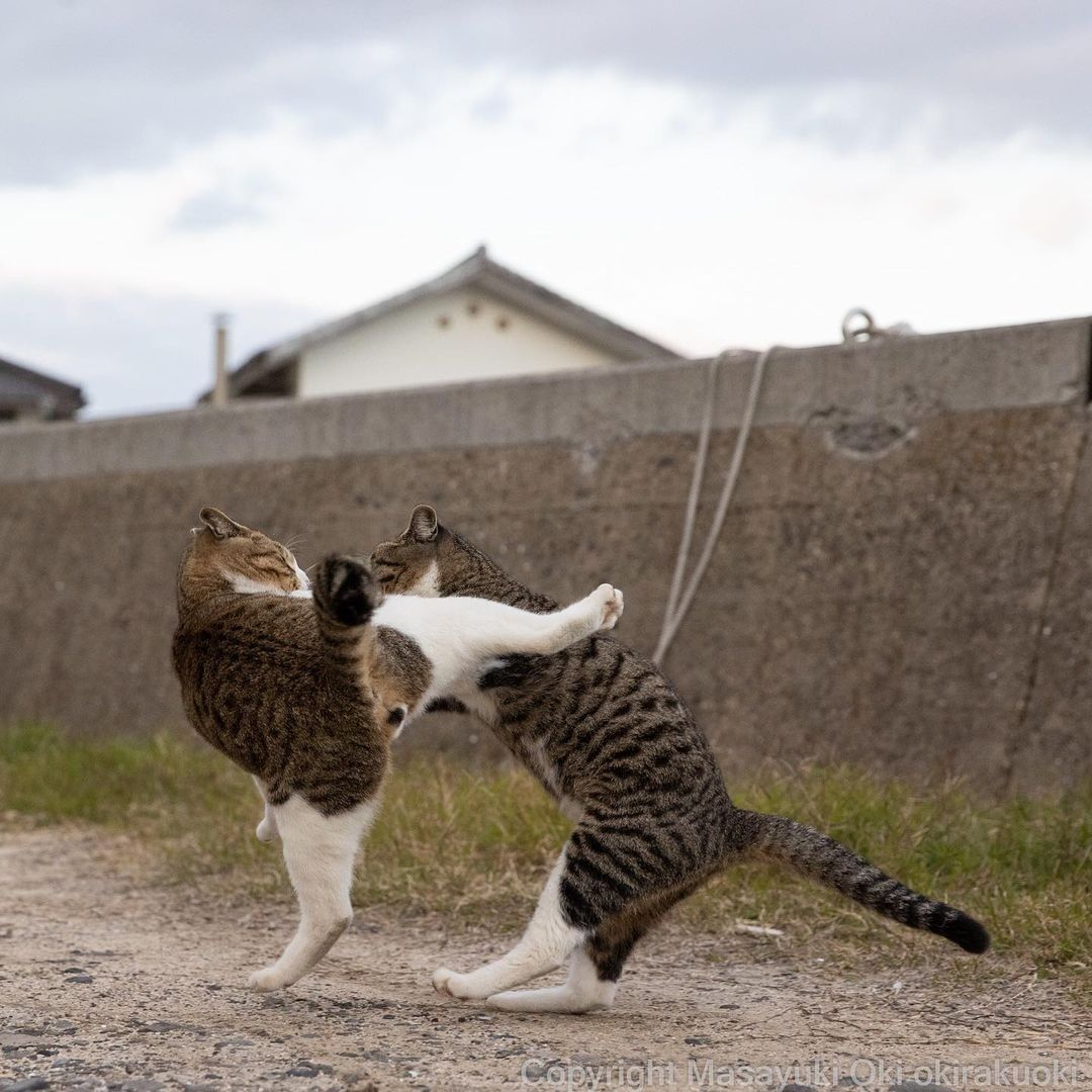 Kung paw fighting 📸...