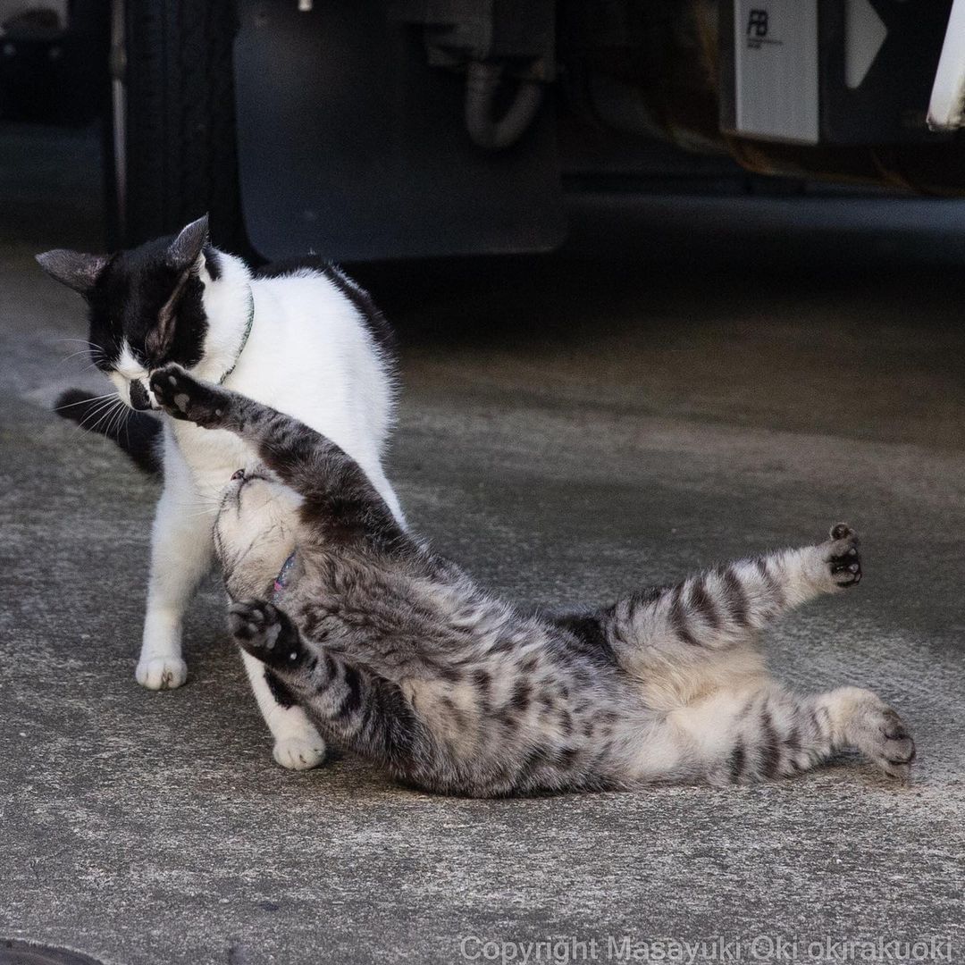 Kung paw fighting 📸...