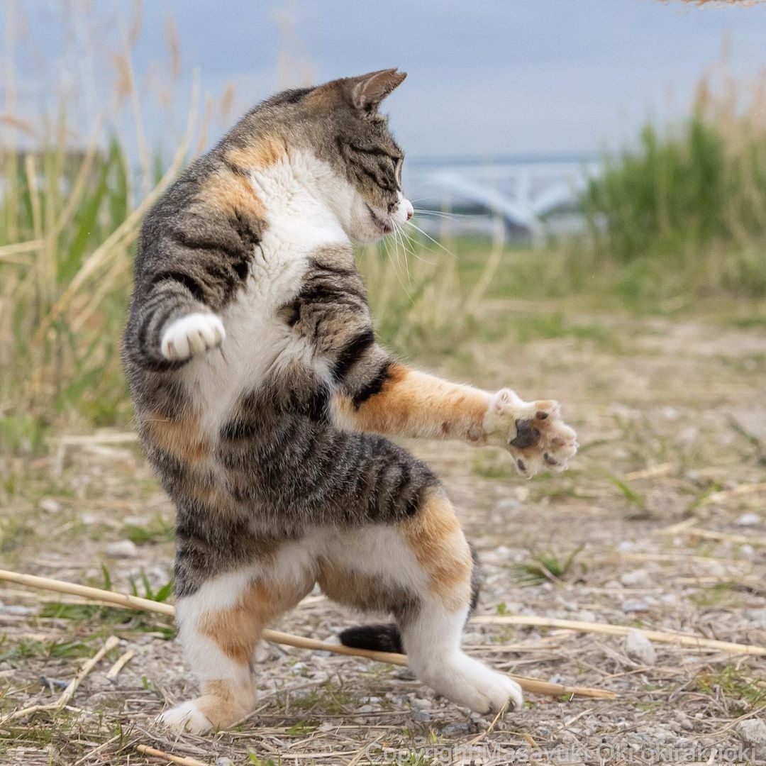 Kung paw fighting 📸...