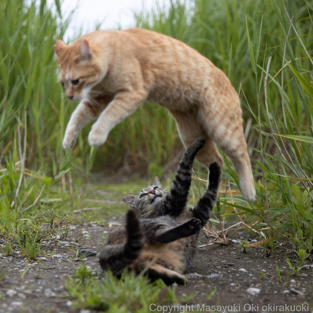 Kung paw fighting 📸...