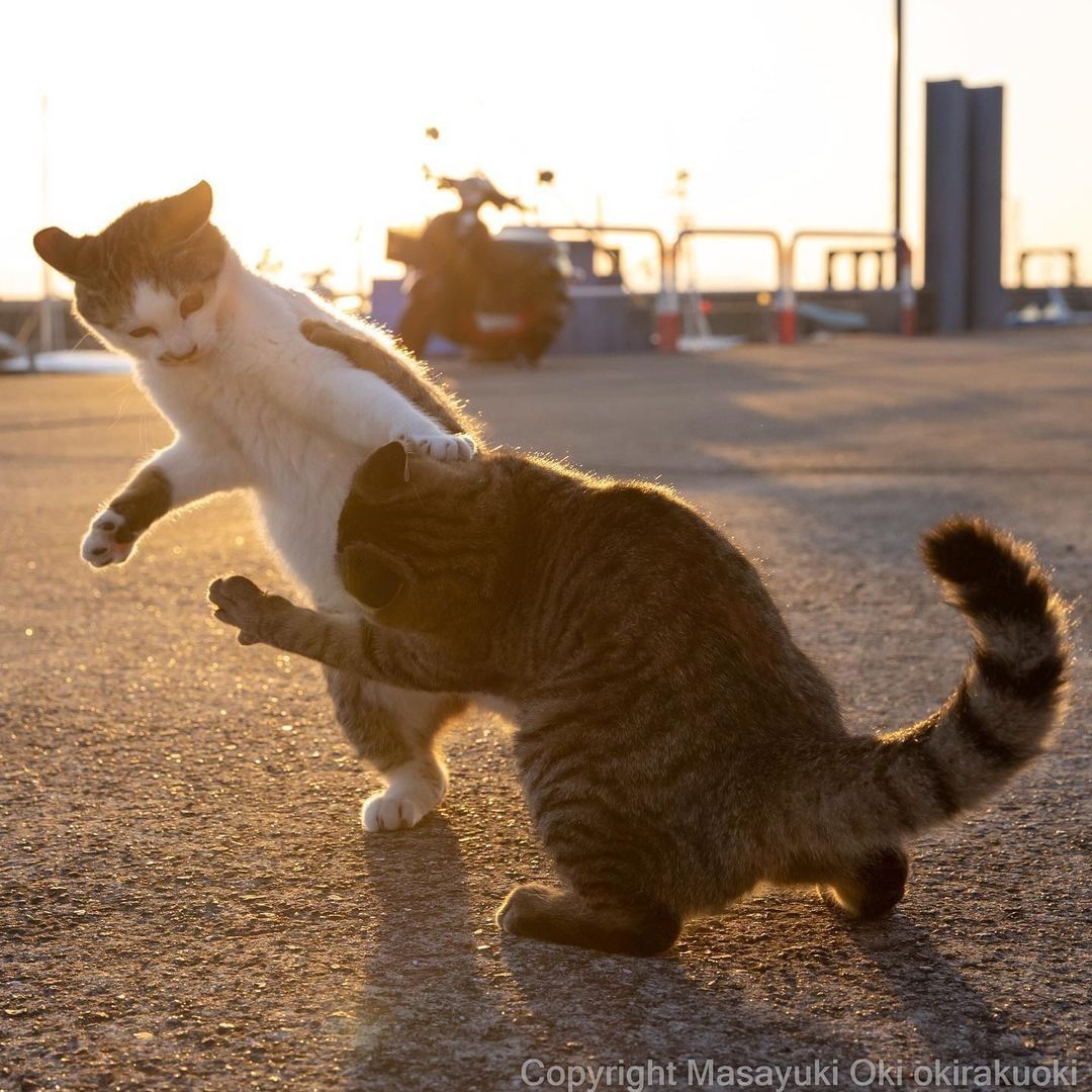 Kung paw fighting 📸...