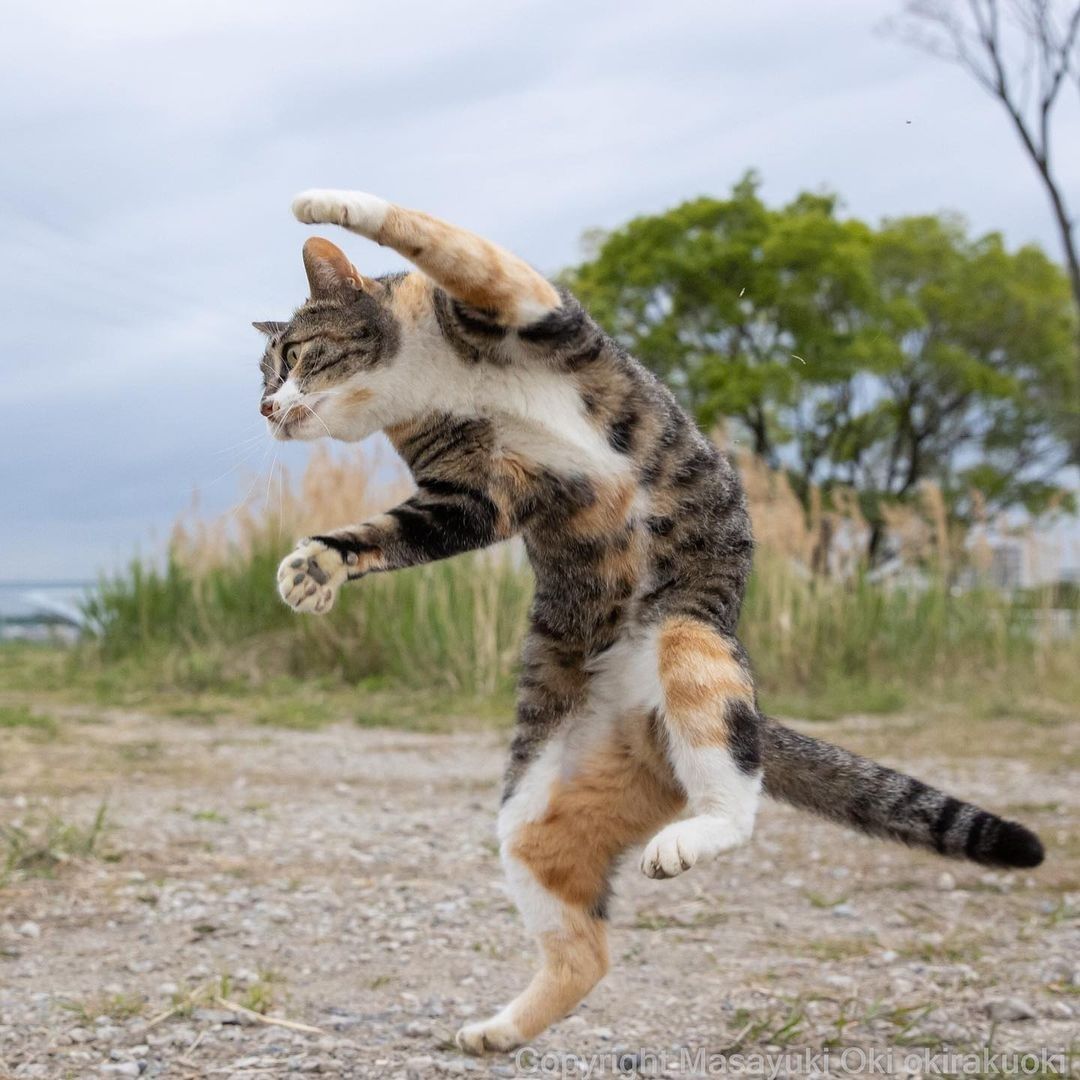 Kung paw fighting 📸...