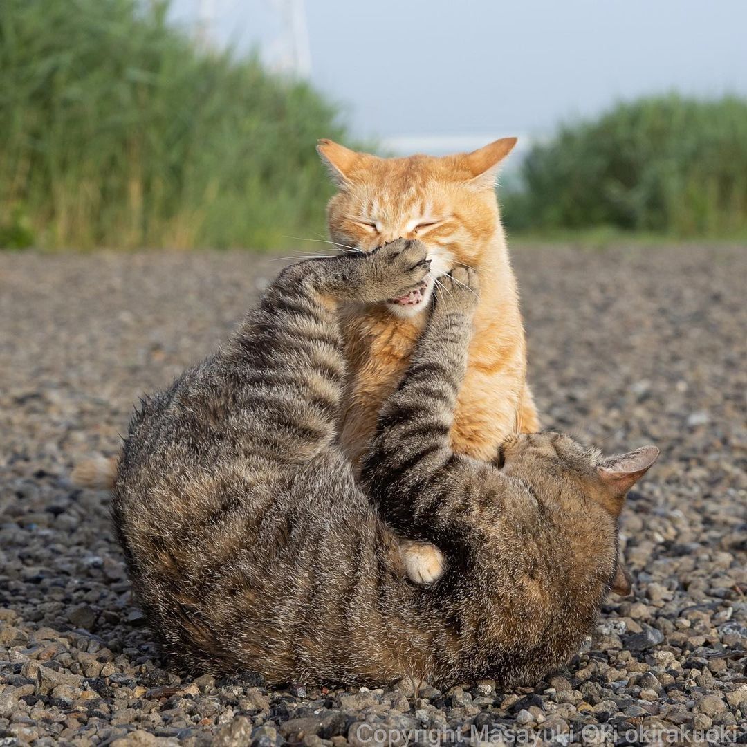 Kung paw fighting 📸...