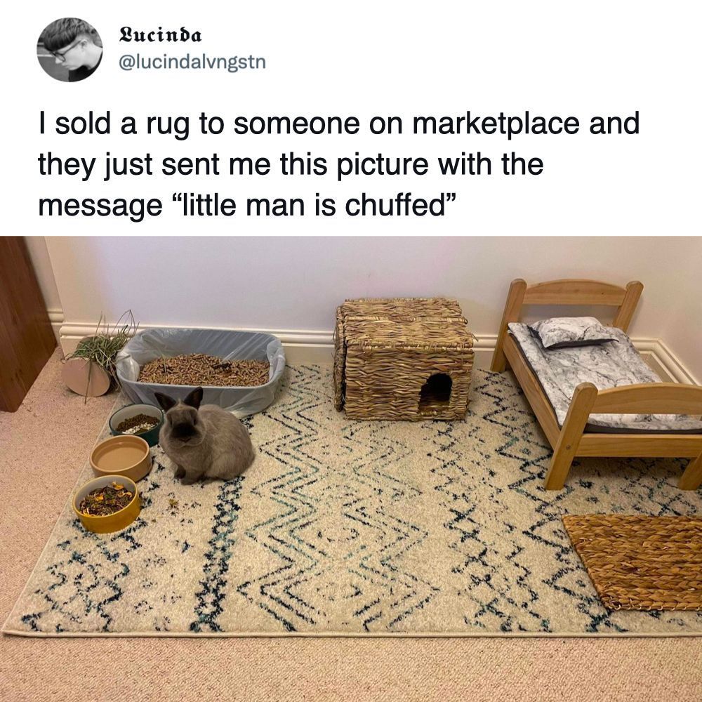 Bunny living a better life...