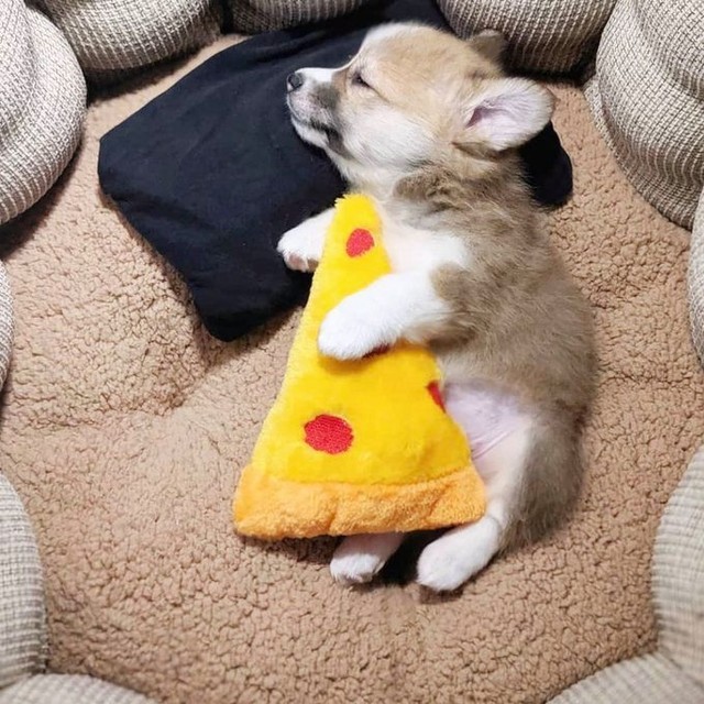 Pizza dreams🍕 📸...