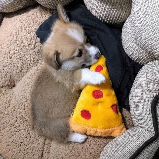 Pizza dreams🍕 📸...