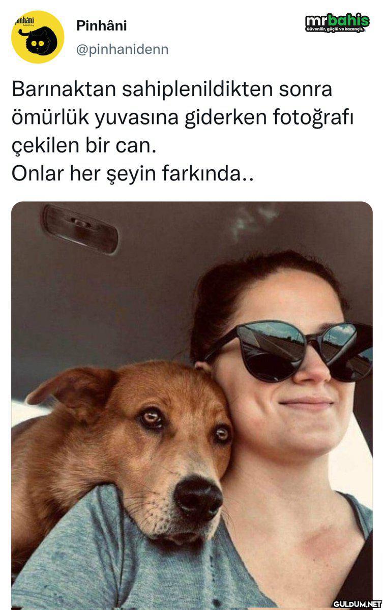 Pinhâni mrbahis Güvenilir,...