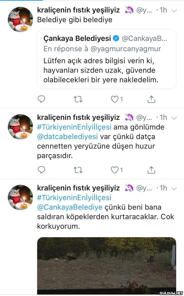 Belediyenin hayvanları...