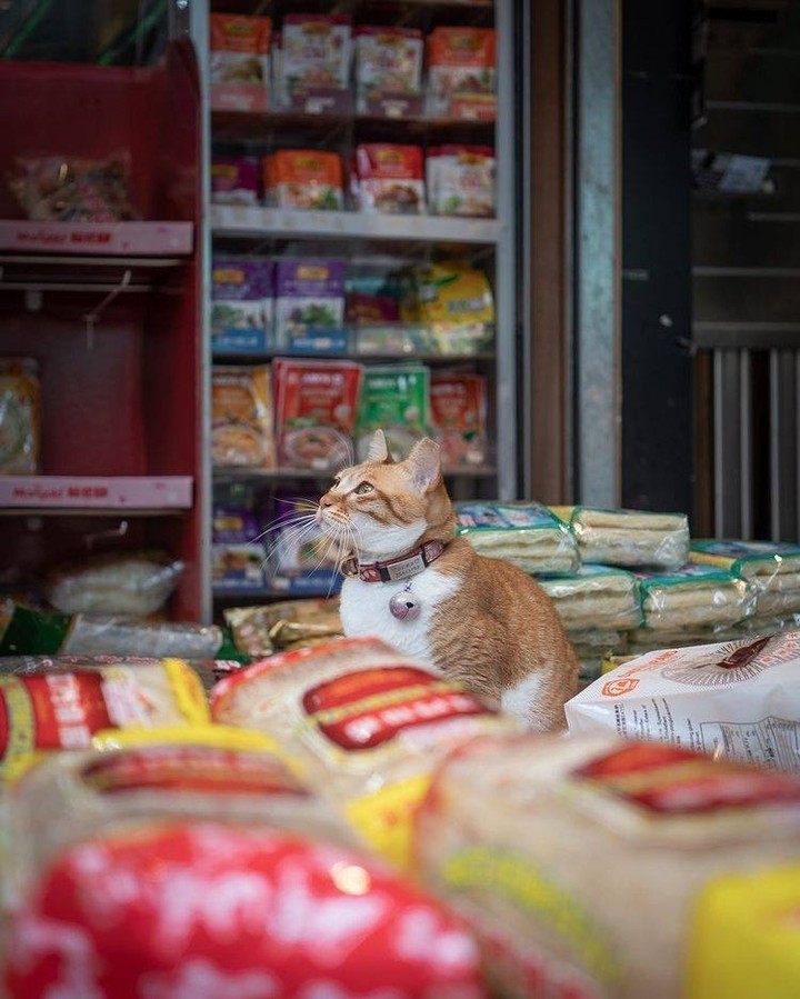 Shop cats of Hong Kong🐱 📸...