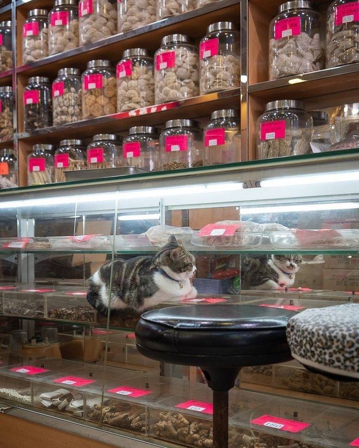 Shop cats of Hong Kong🐱 📸...