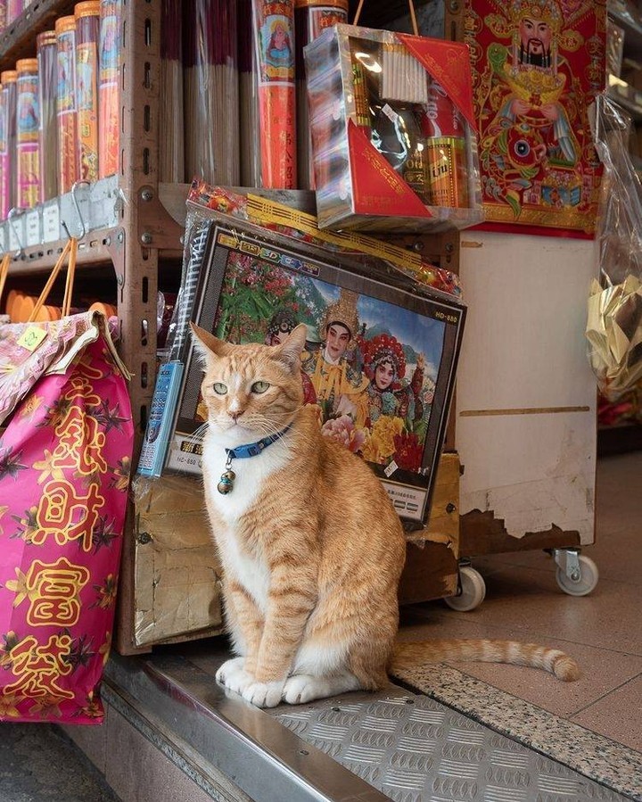 Shop cats of Hong Kong🐱 📸...
