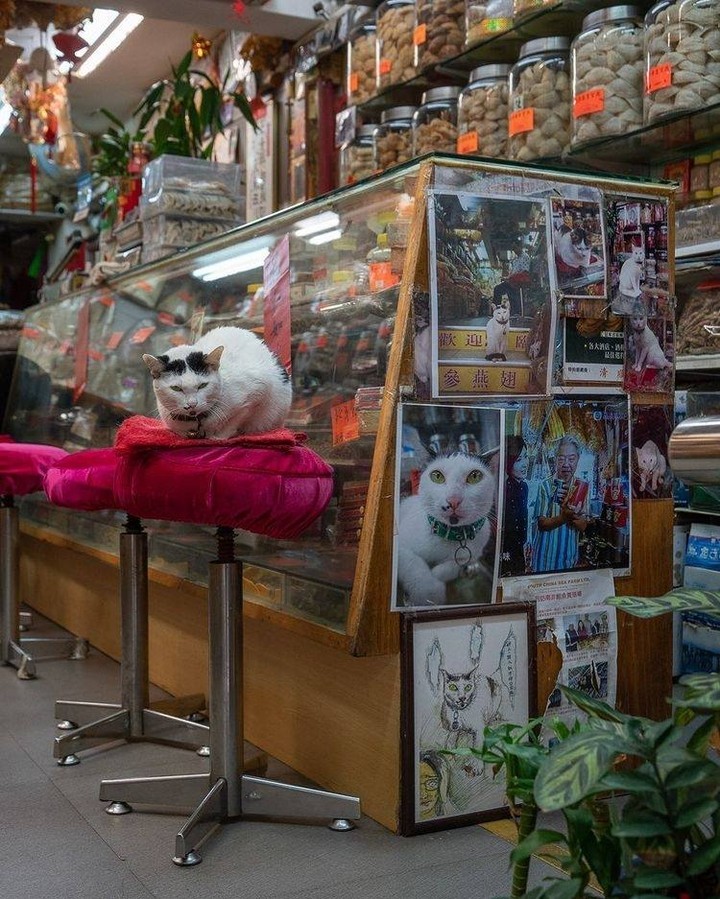 Shop cats of Hong Kong🐱 📸...