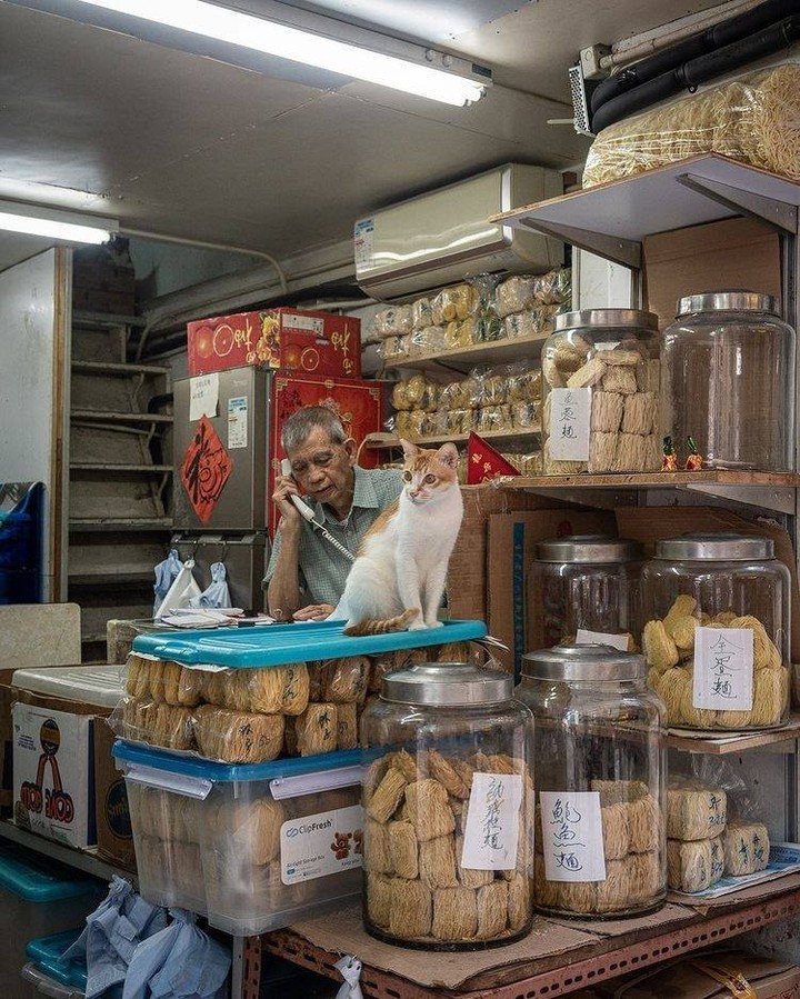 Shop cats of Hong Kong🐱 📸...