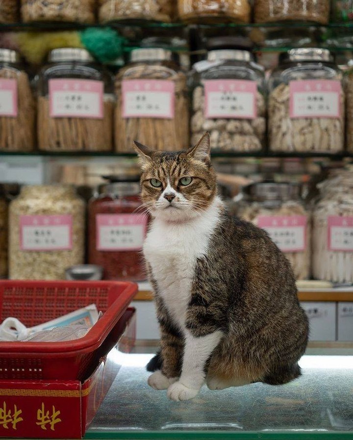 Shop cats of Hong Kong🐱 📸...