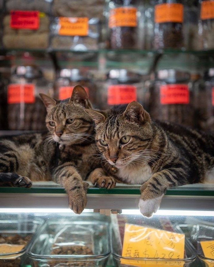 Shop cats of Hong Kong🐱 📸...