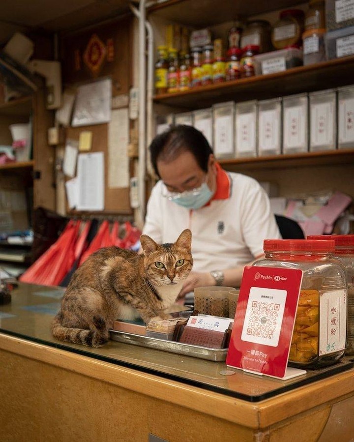 Shop cats of Hong Kong🐱 📸...