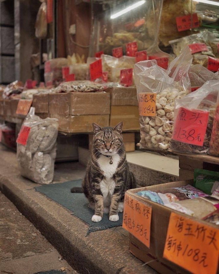 Shop cats of Hong Kong🐱 📸...