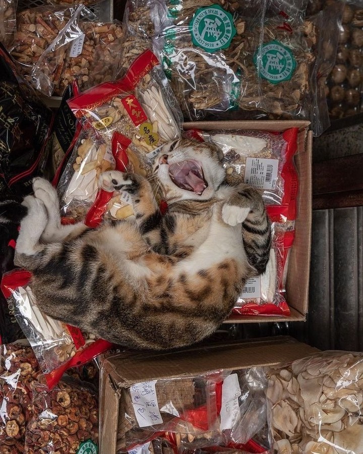 Shop cats of Hong Kong🐱 📸...