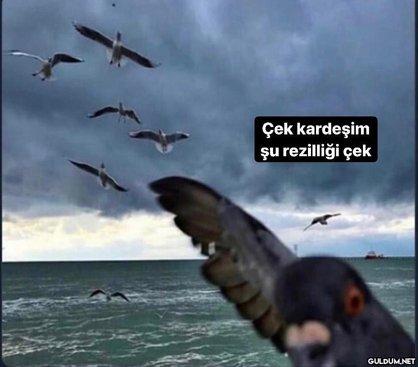 Millet aç aç  Çek kardeşim...