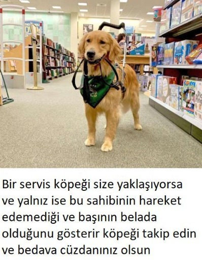 Bir servis köpeği size...
