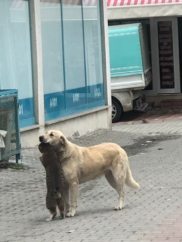 Birbirlerini çok seven 1...