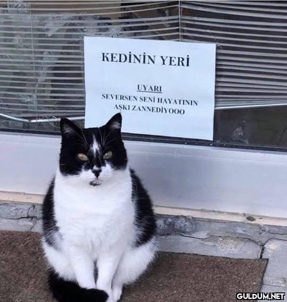 Love of my life 🌸  KEDİNİN...