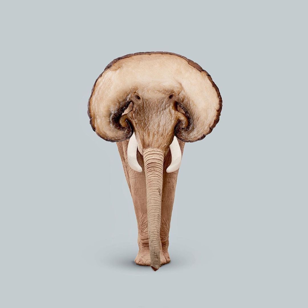Animals and fruits and...