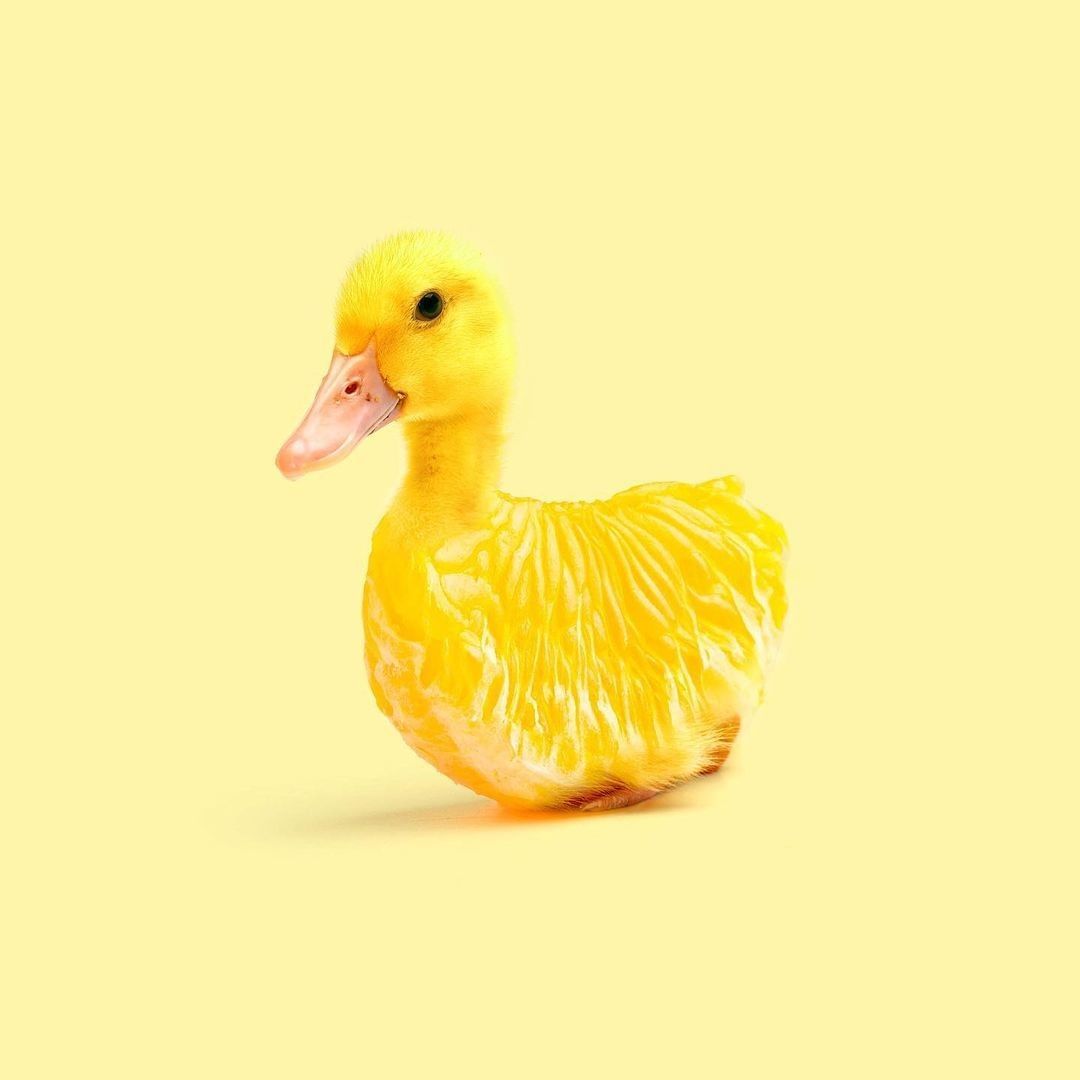 Animals and fruits and...