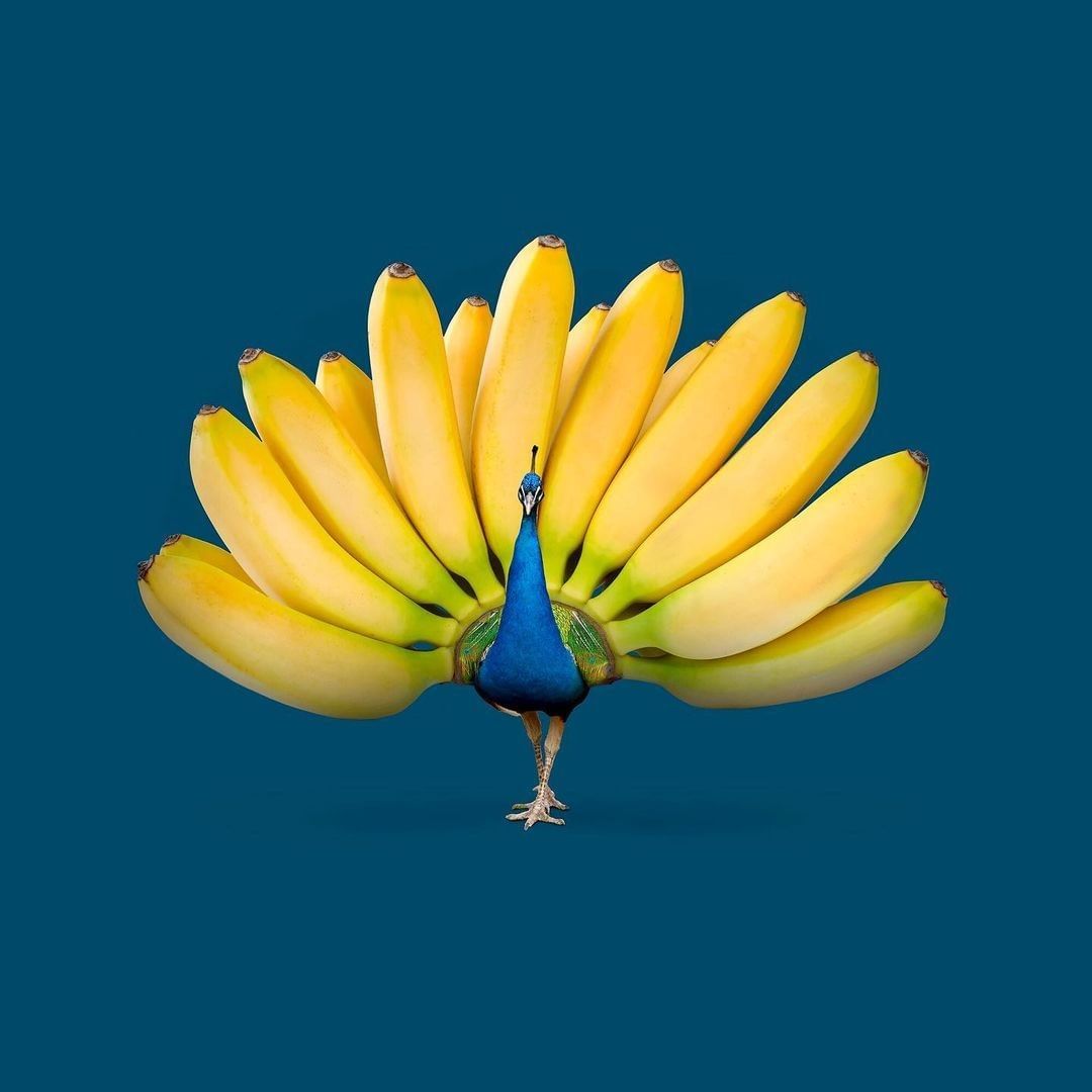 Animals and fruits and...