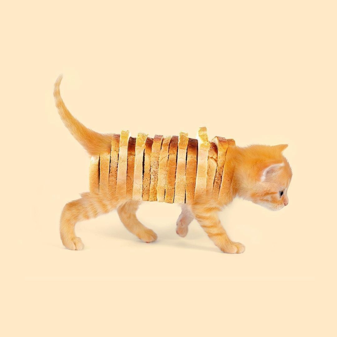 Animals and fruits and...