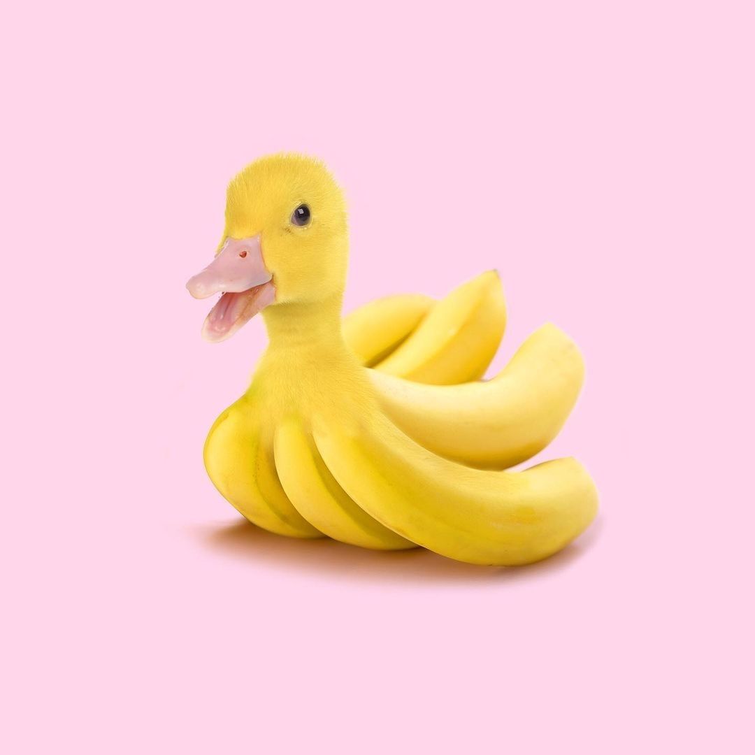 Animals and fruits and...