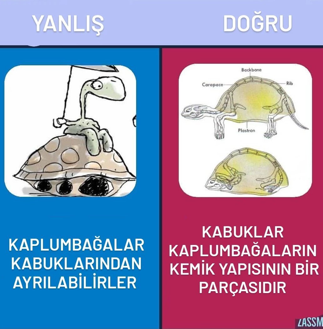 Kaynak
