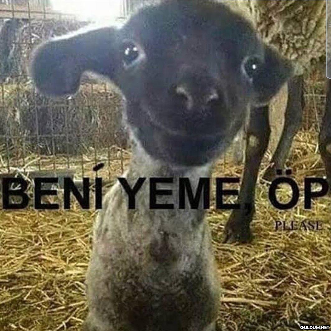 @satrayni    BENI YEME OP...