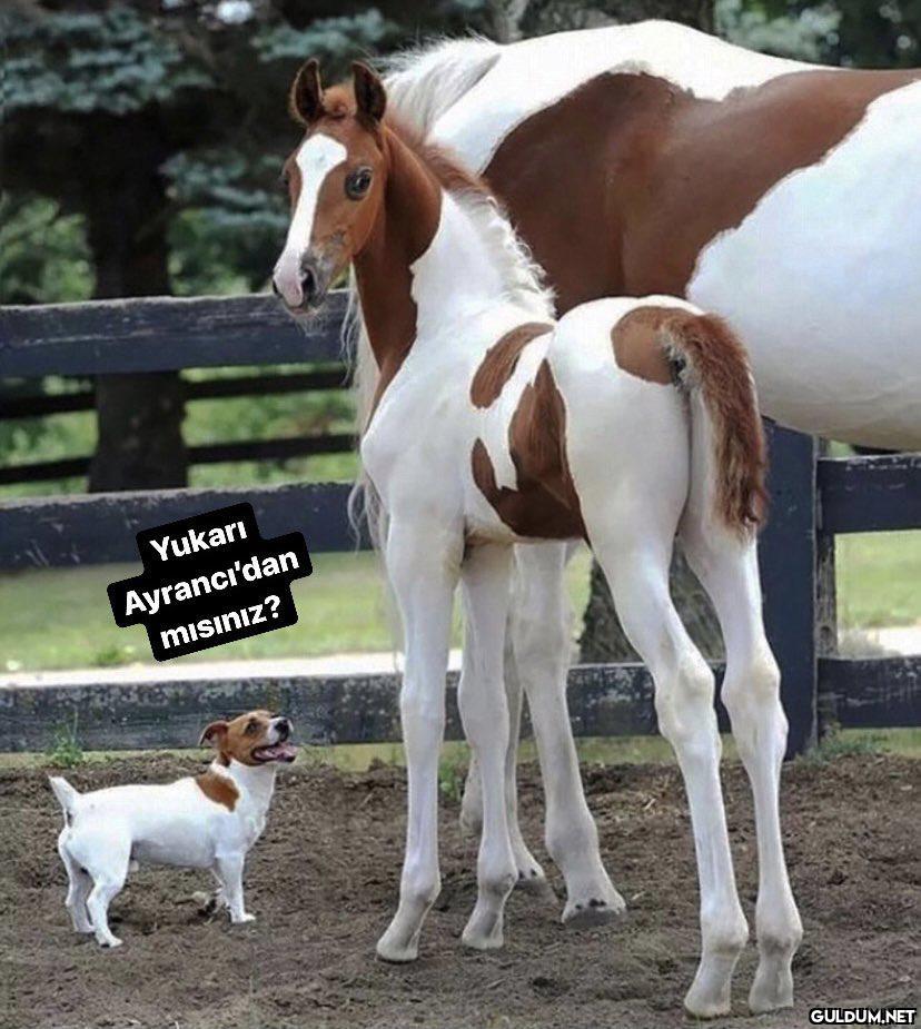 Yukarı Ayrancı'dan...