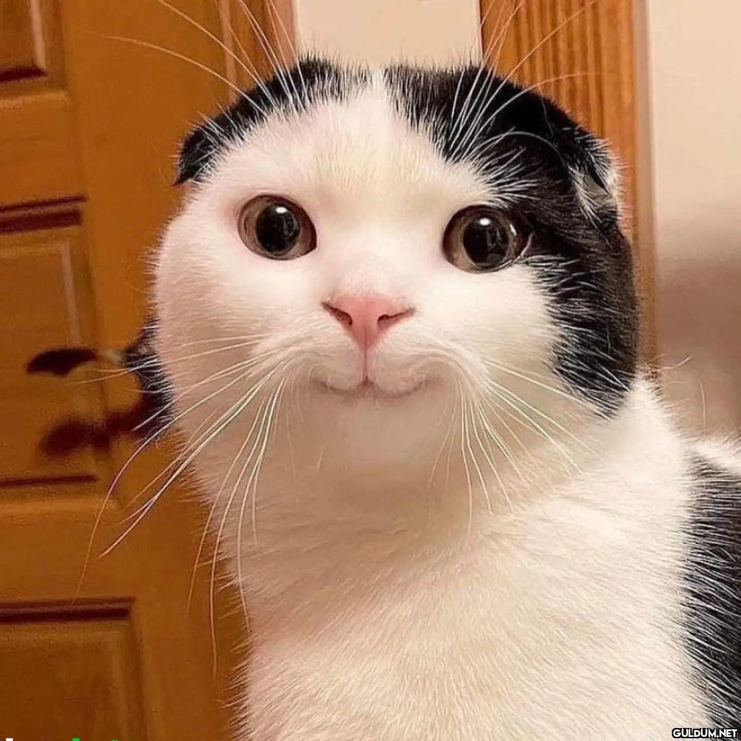 kedi t @KediOzelHarecat...