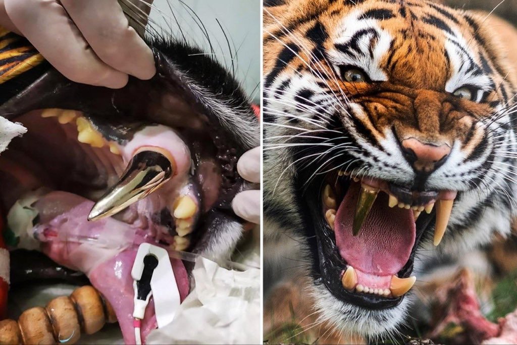 🐅 Bir kaza ile dişini...