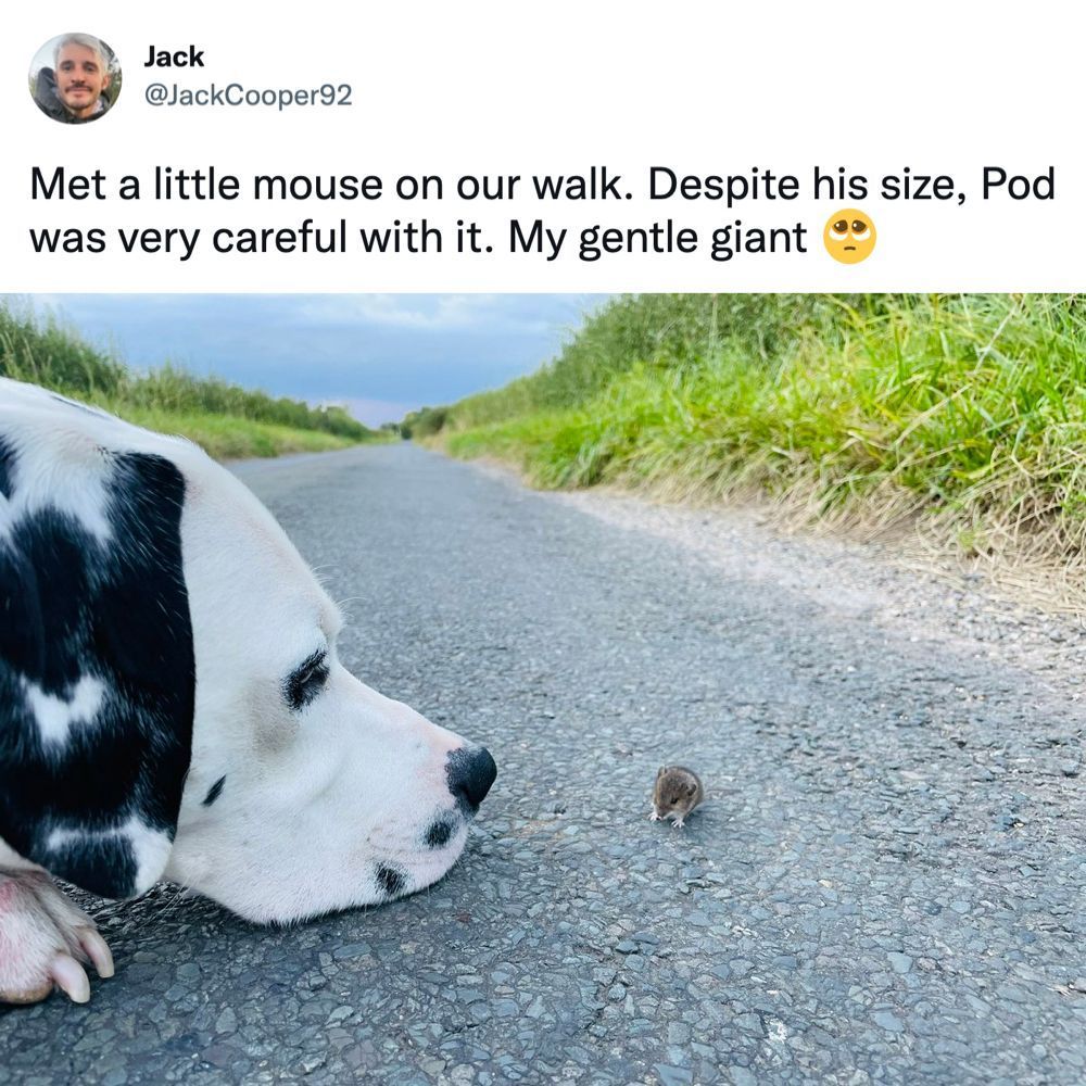 Smol fren⠀ 📸 jackcooper92...