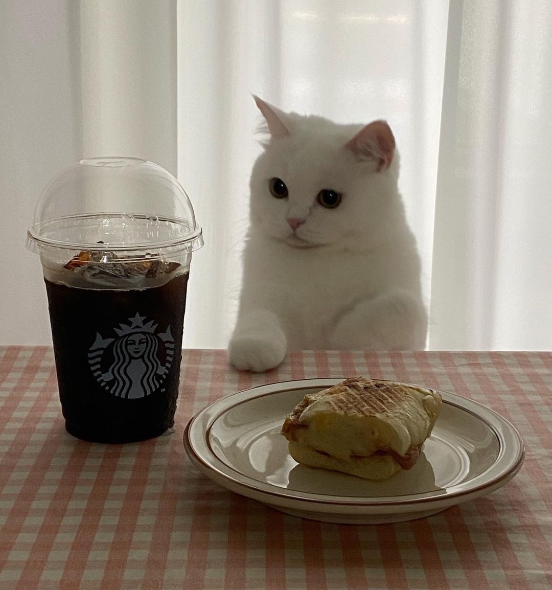 POV: you're having a lunch...