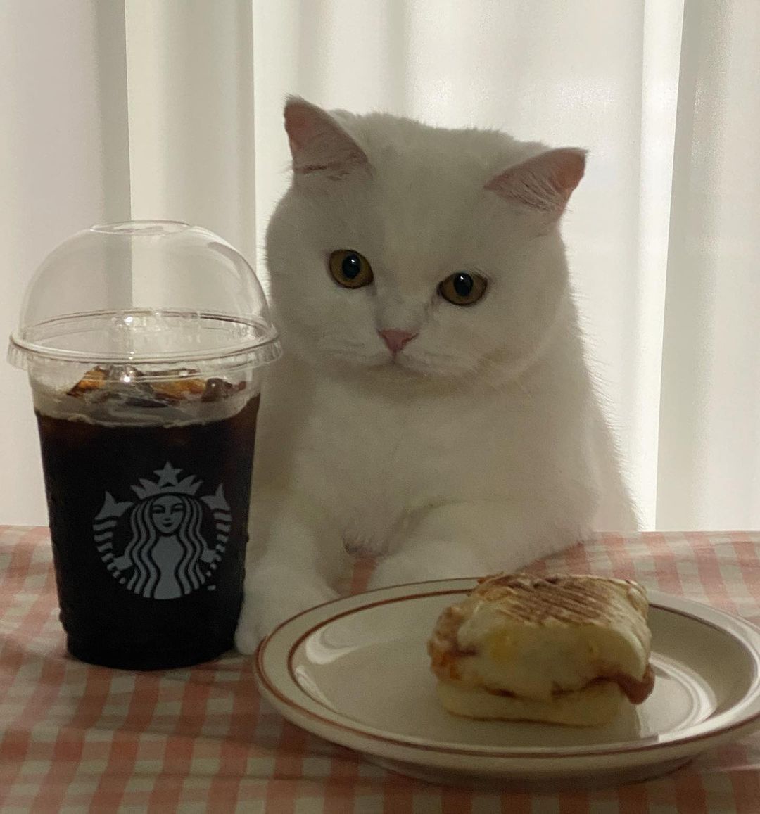 POV: you're having a lunch...