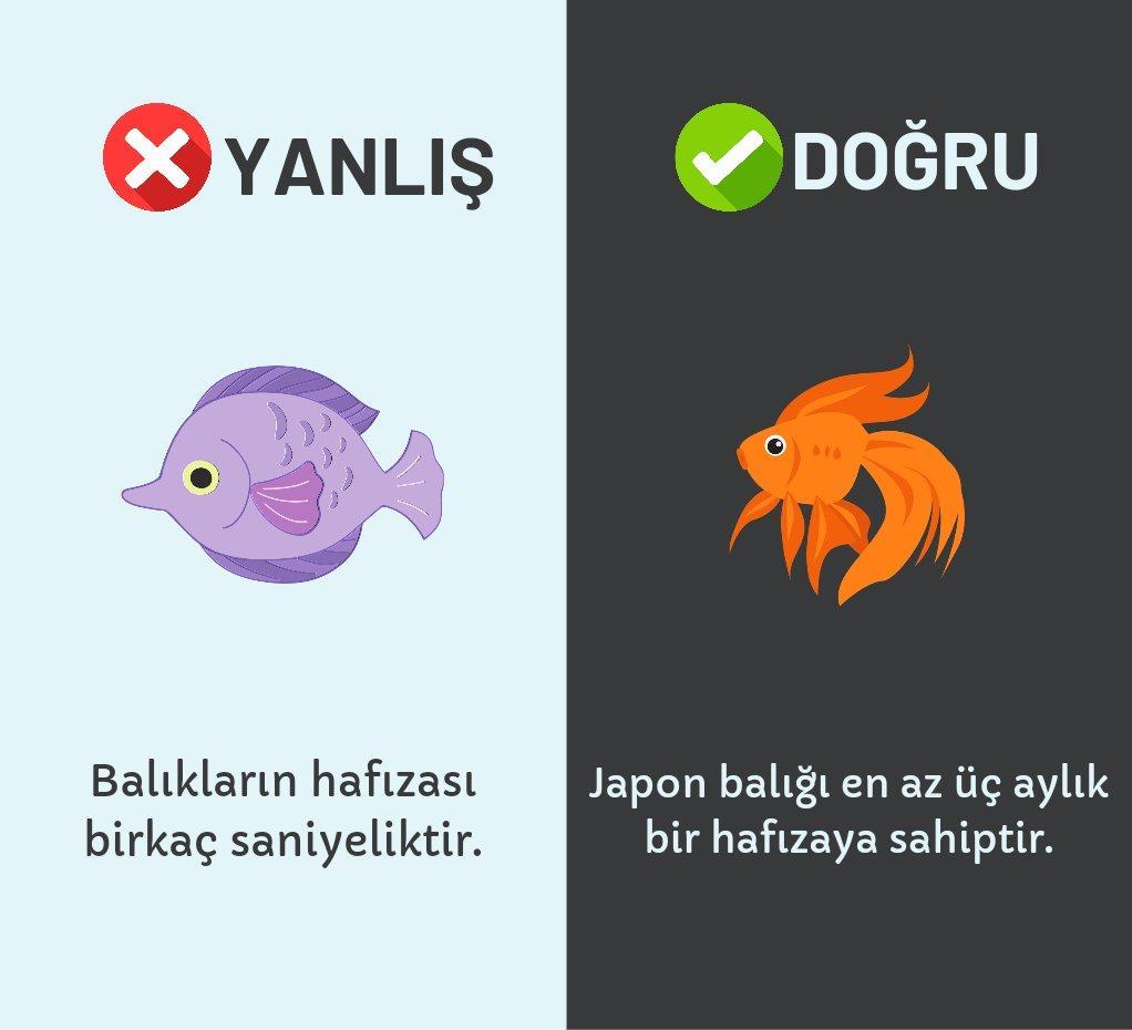 Kaynak