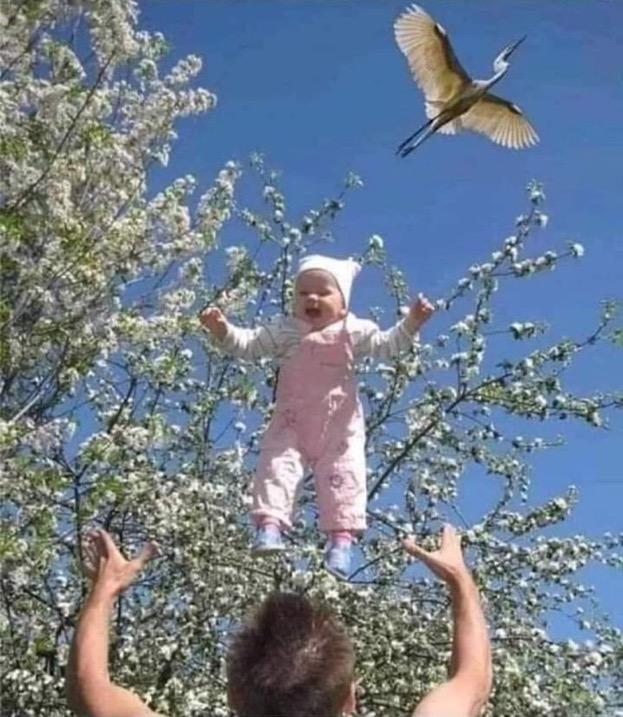 Bir leyleğin teslimat anı...