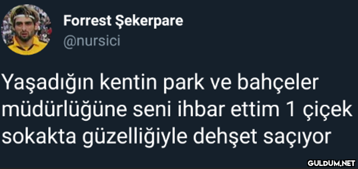 Forrest Şekerpare @nursici...