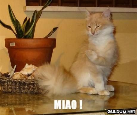 MIAO !    Kaynak