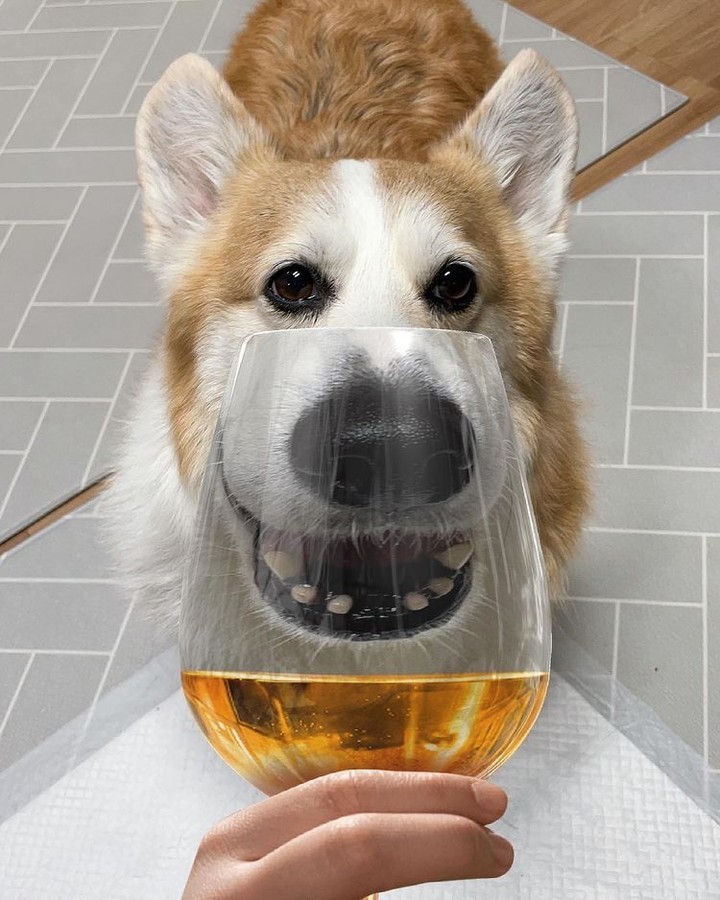 Corgeous 📸 @woori_corgi -...